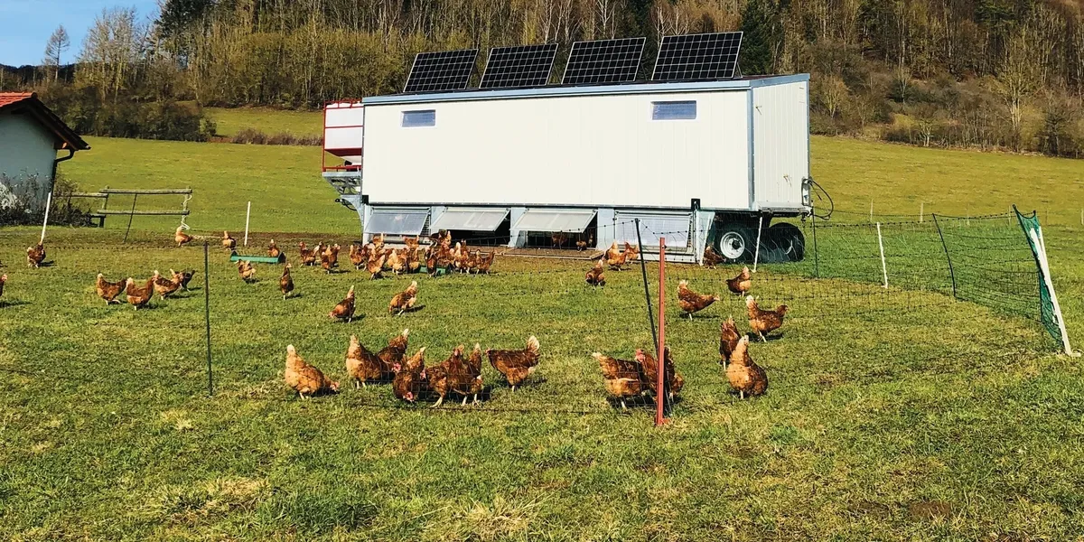 Freilandhaltung im Hühnerhotel