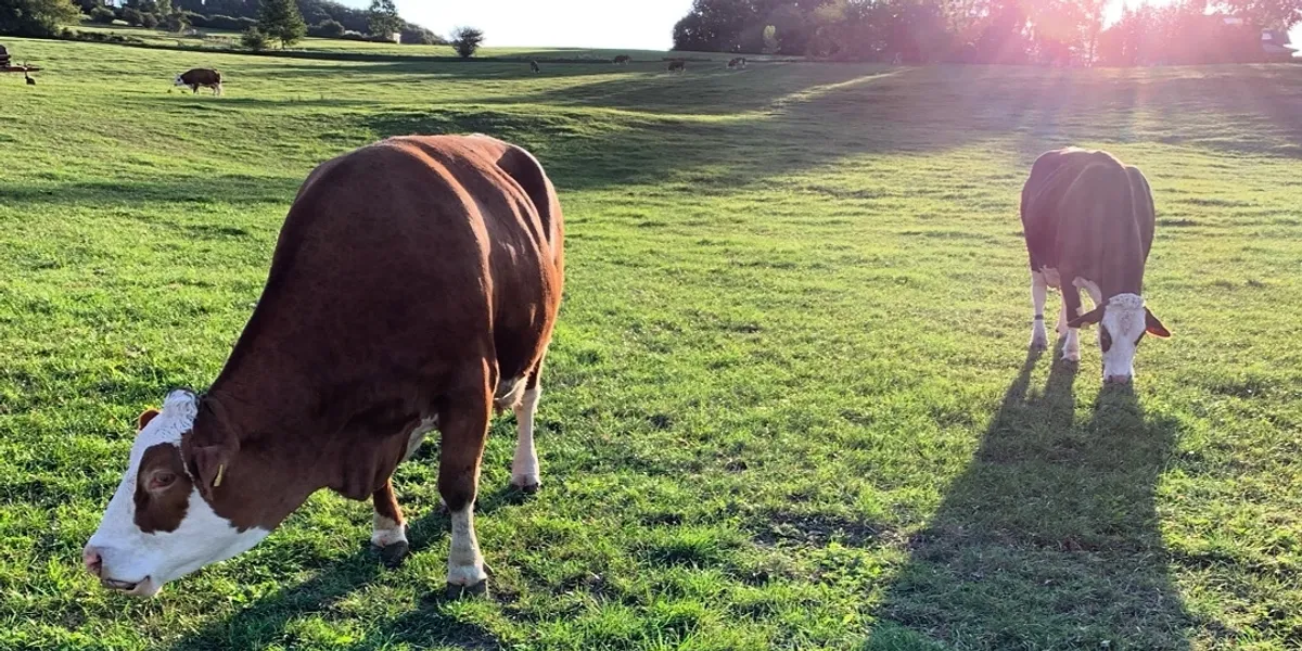 Rinderzucht auf dem Thanhof